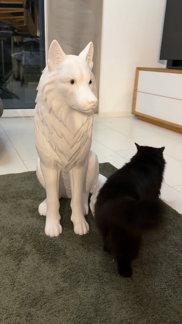 Unser Kater Lumi musste den Wolf natürlich auch zuerst mal begrüßen 😊

Hier kann man schö…